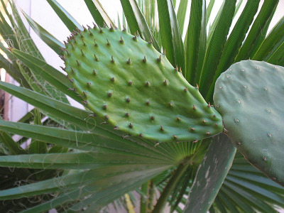 Wild prickly pear cactus