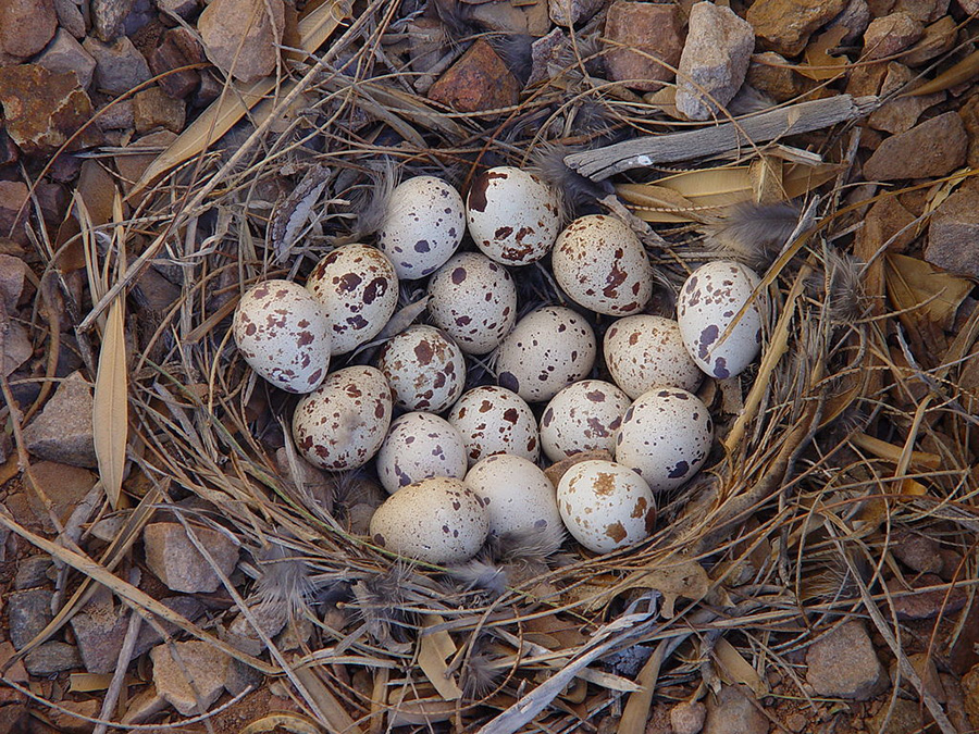 8 Kinds of Bird Eggs you Can Eat