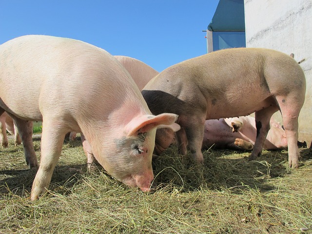 Raising Pigs