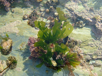 Green Seaweed plant