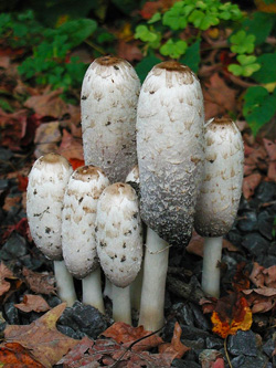 Shaggy Mane Wild Edible Mushrooms