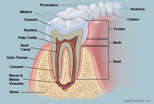 Anatomy of a tooth