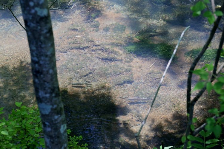 Lots of super-educated fish; feeding on station, but almost impossible.