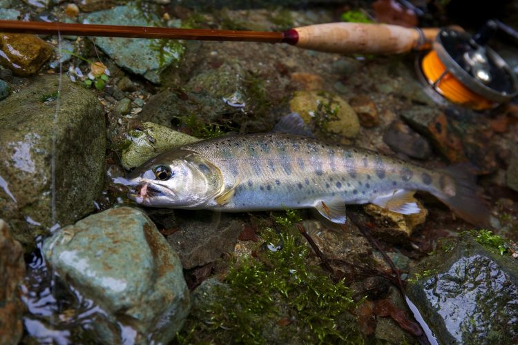A beautiful Yamame from an Akita stream.