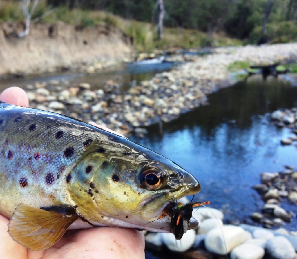 First cast, first trout and I can feel the fishing doing me good already.