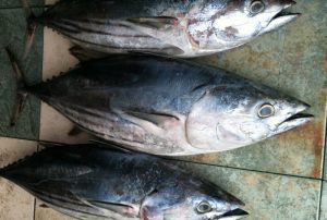 Trolling does catch fish