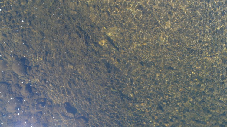 Spot the droned fish