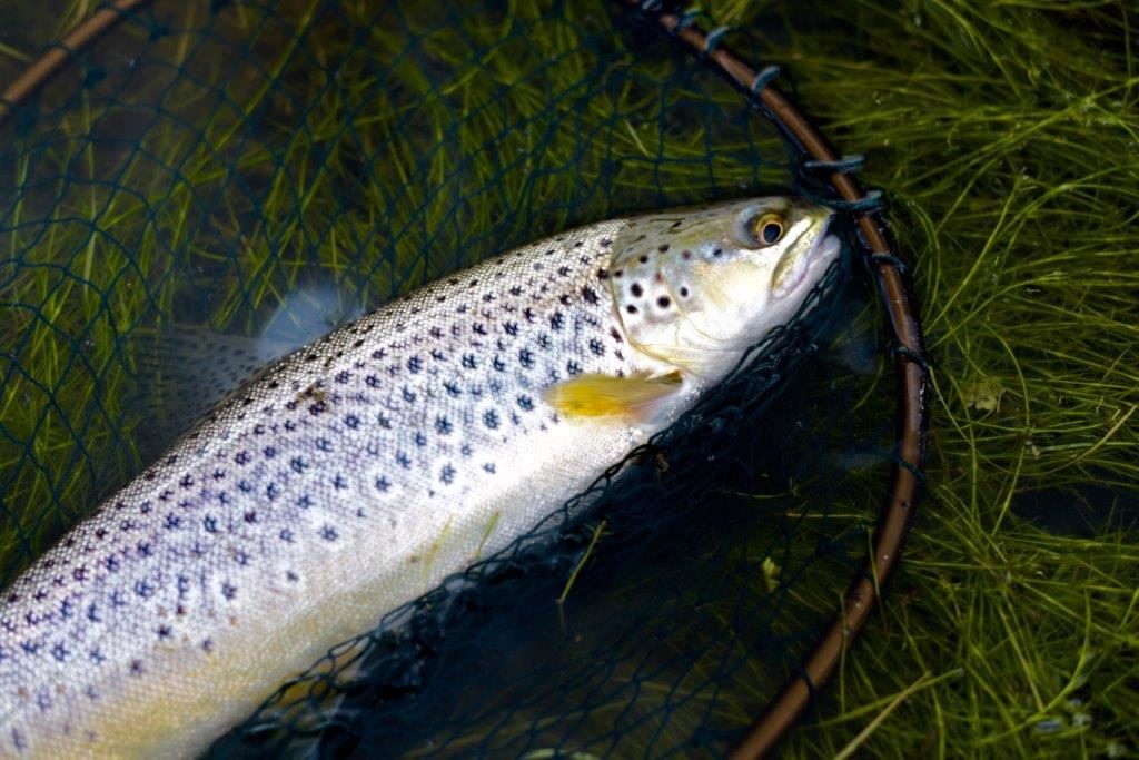 A nice Eucumbene brown.