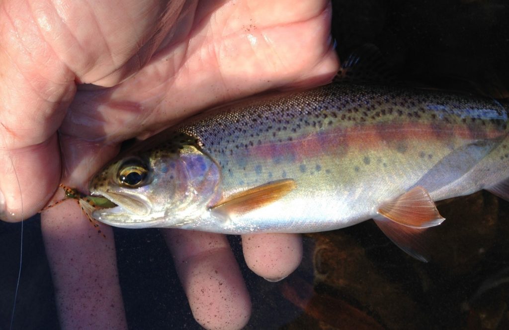 Even the smaller trout often required a few fly changes to fool. Not a bad thing...