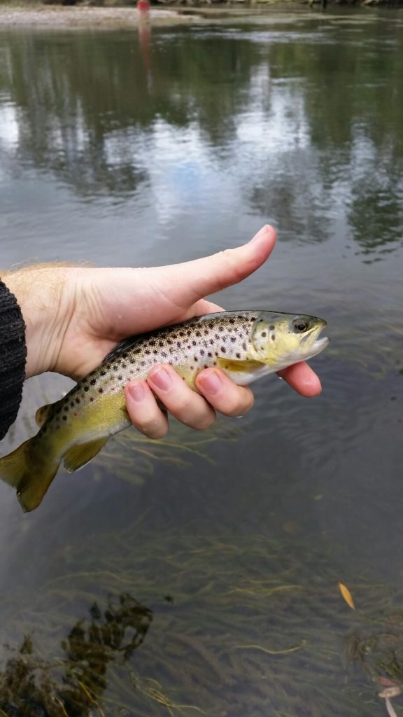 Low flows, clear water and rising fish. Lot to like about the Goulburn.
