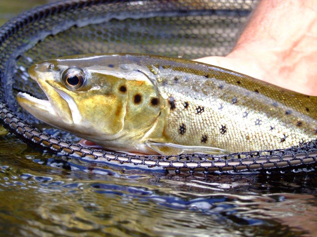 This upper Mitta brown was caught on a hot mid January day when the water 30 km downstream seemed lifeless.
