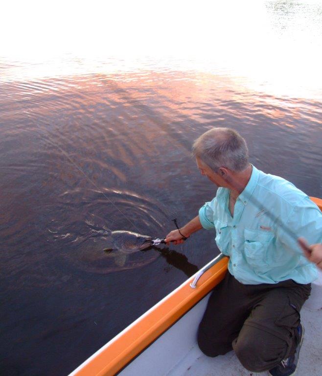 A fly caught cod comes to Rob Meade's boat.