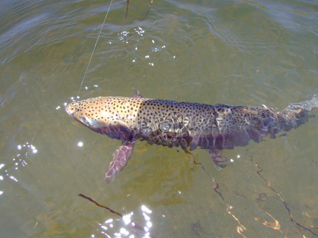 Either side of the closed season, trout like this Eucumbene River rainbow can provide great fishing, but the concentrations of trout are also a temptation for some to do the wrong thing.