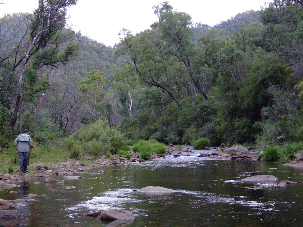 The King River ashort distance above Lake William Hovell can be a good option early and late in the season, but by high summer it can be exposed and warm - the best water at this time of year lies many kilometres upstream.