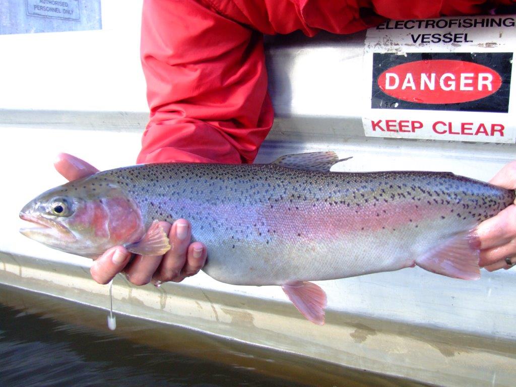 The adipose fin on this rainbow has been clipped, giving researchers useful information about it's origin, how big it was when stocked - and when it was stocked.