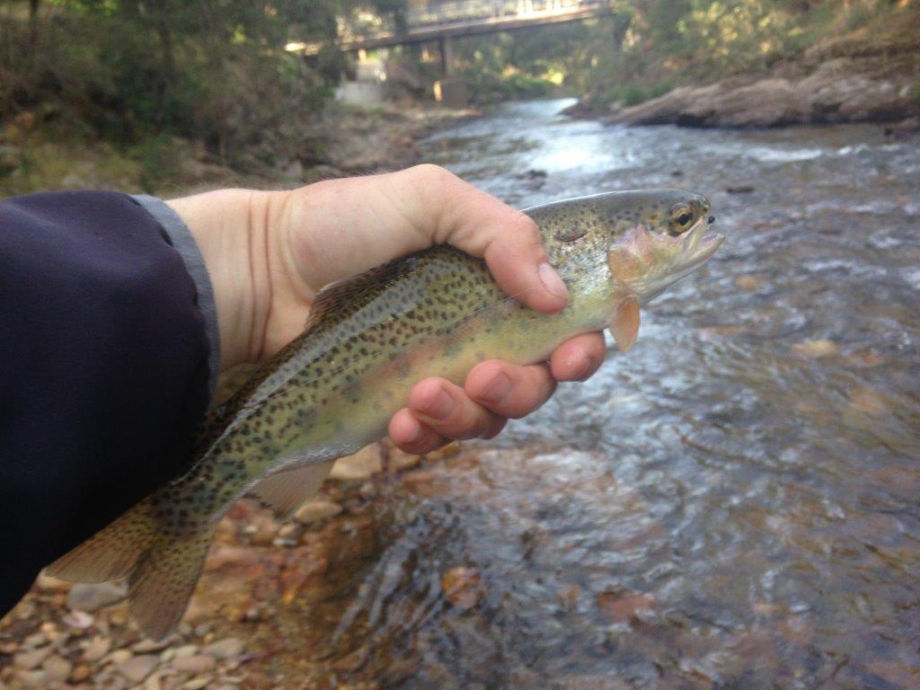 One of 33 wild-bred rainbows and browns caught in just two hours on the Ovens River. Apparently last season was tough on the Ovens, but if so it's recovering beautifully.