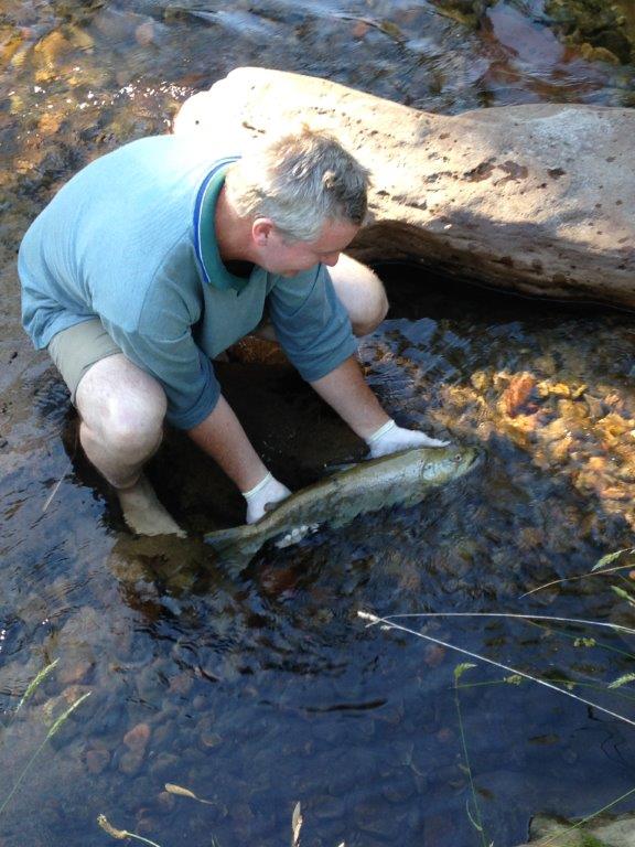 Over the last few months, researchers have recorded a number of very large wild trout in several of the priority rivers.