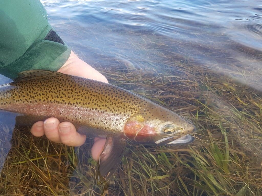 Eucumbene rainbow.