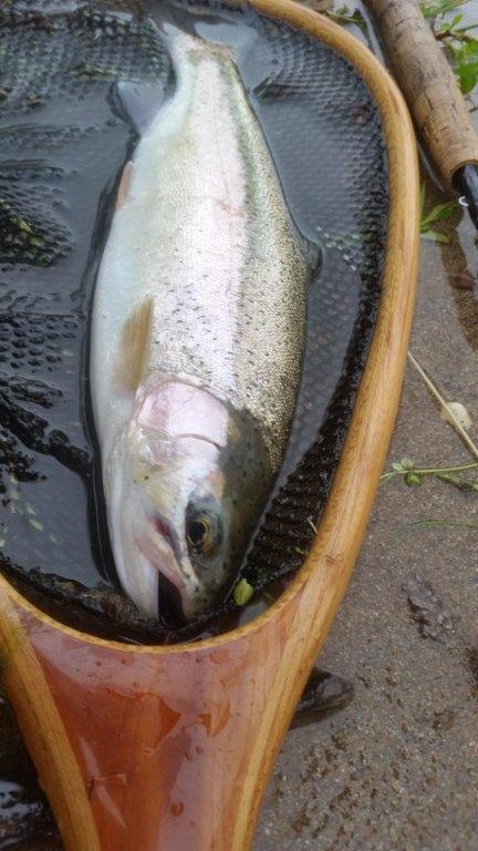 Rainbow on the caddis emerger.