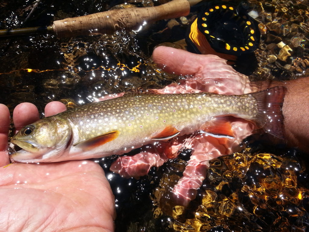 High country brook trout.