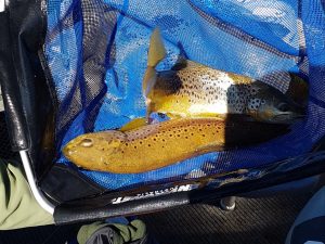 Double hook up of big browns