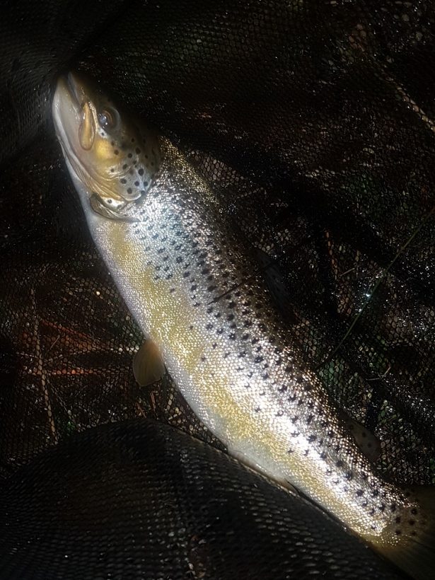 Off to a good start - Steve managed this nice midge feeder after only an hour's fishing time following his arrival on Sunday evening.