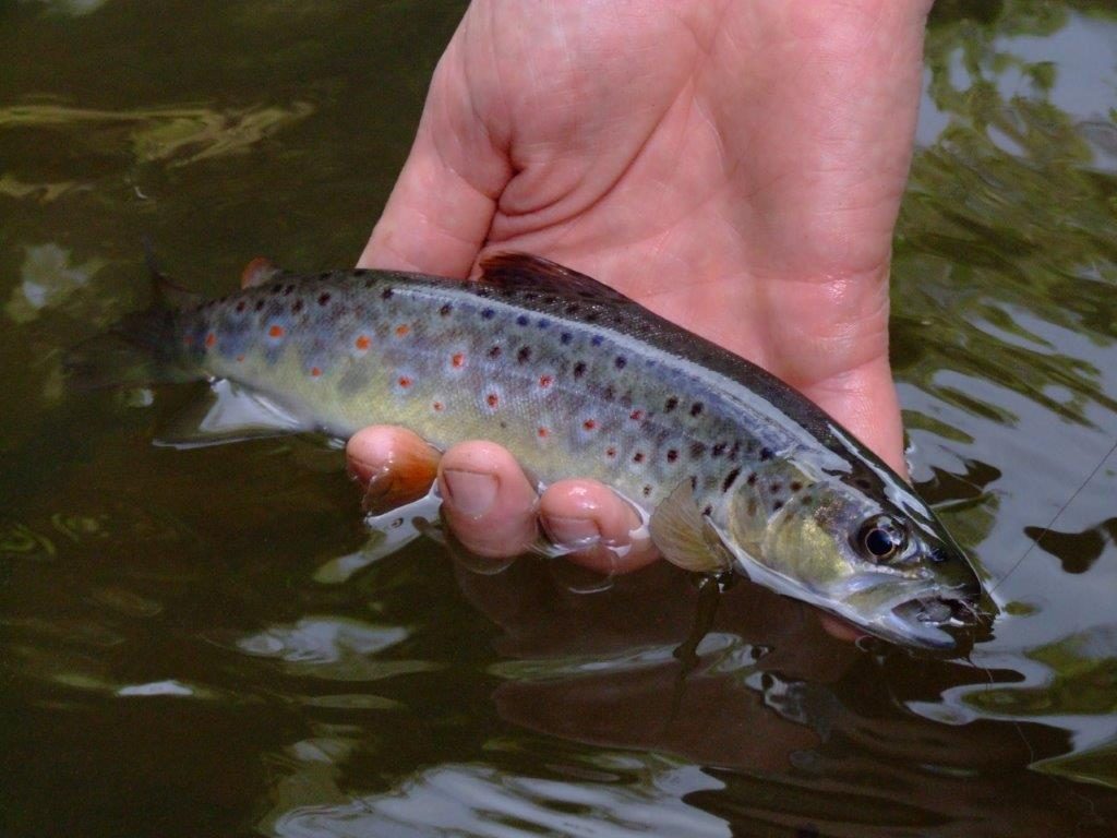 A 25cm wild brown - this is the proposed minimum size for the described sections of the Goulburn, Ovens, Mitta and Nariel.