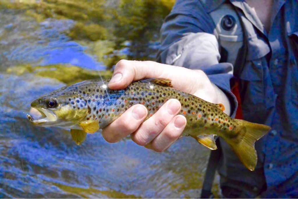 A beautiful Nariel Creek brown.