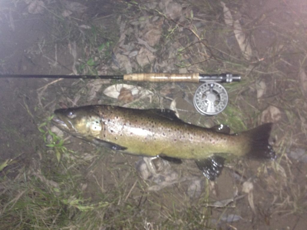 Poor photo, good fish.