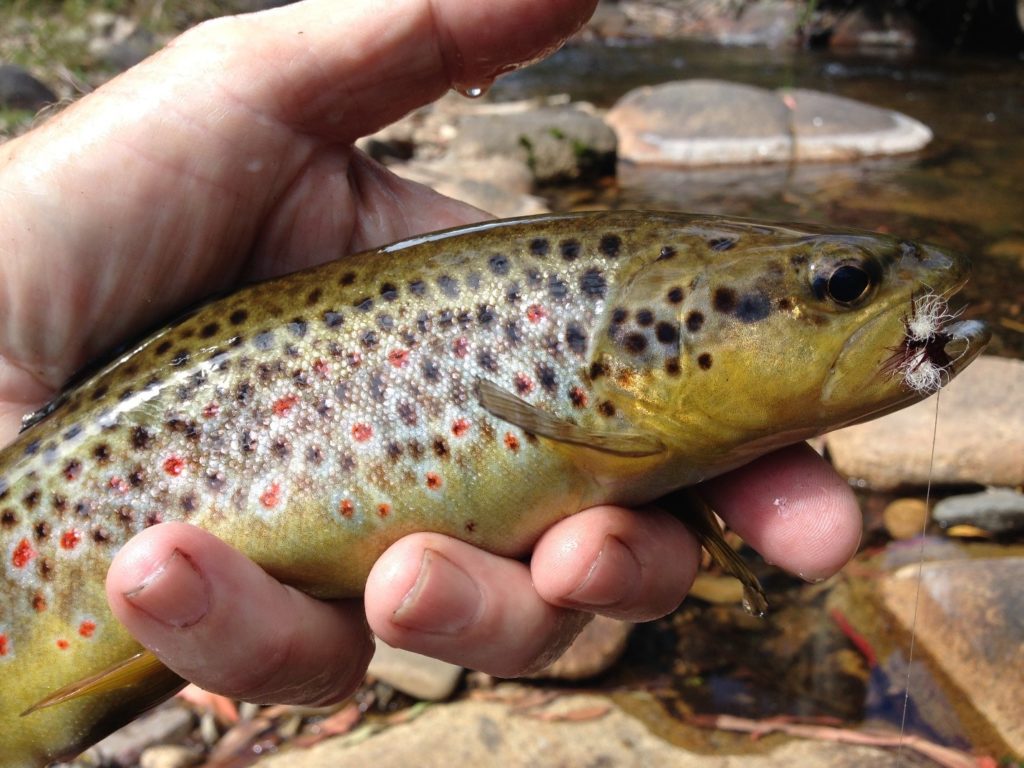 The Royal Wulff is a buggy fly that trout all over the world have eaten for decades.