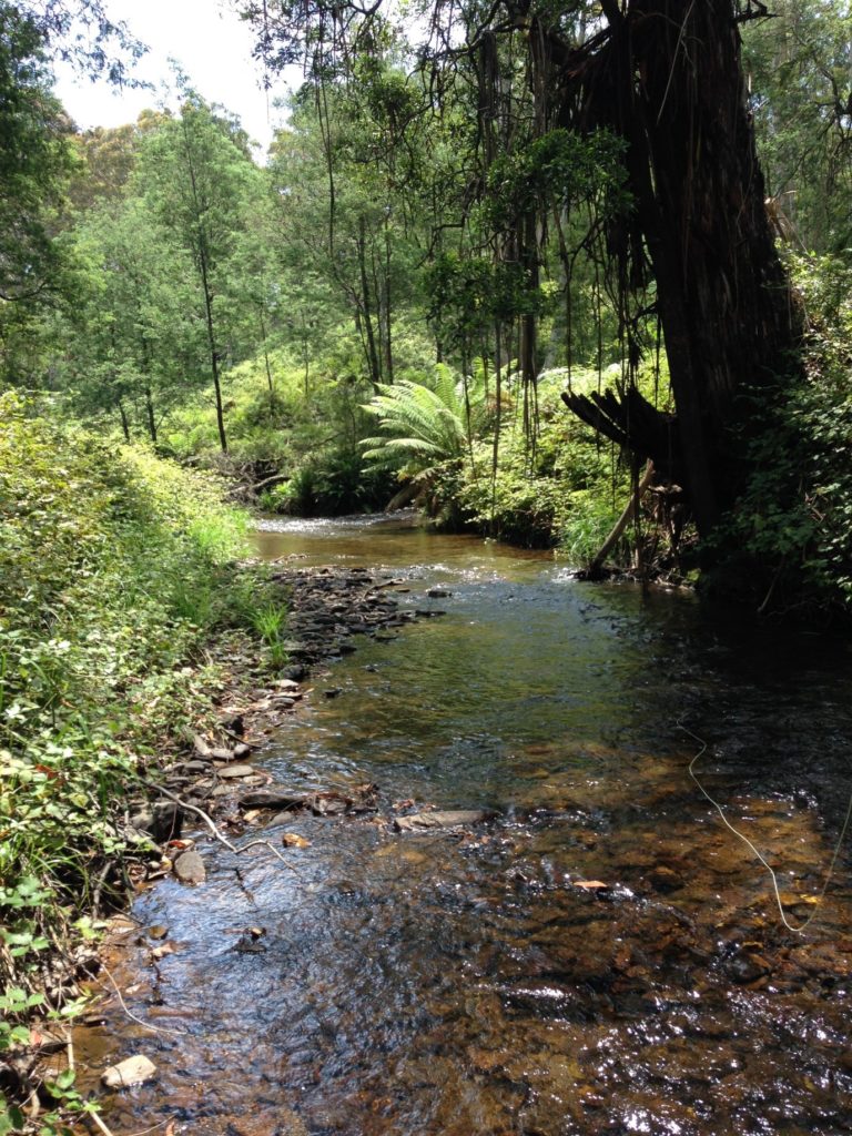 Jordan River near Red Jacket. Blackberries, blackberries and more blackberries.