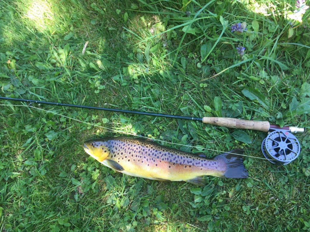 Brook trout.