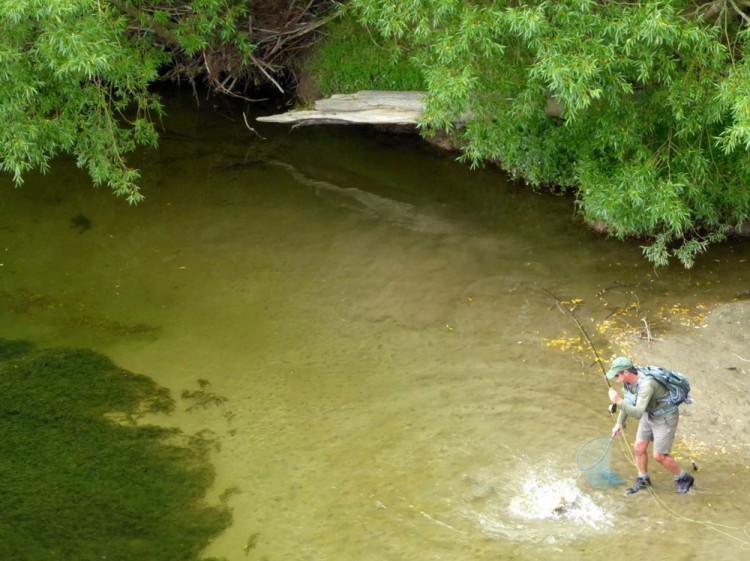 Small backwater pockets had plenty of searching fish.