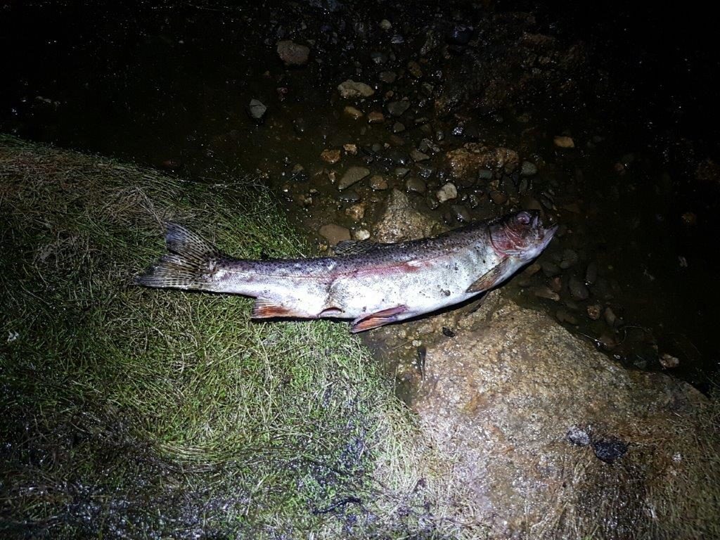 Maybe one baitfish charge too many?