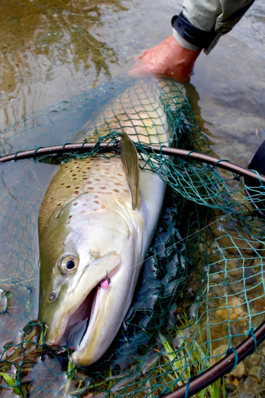 A solid brown on a blowfly pattern