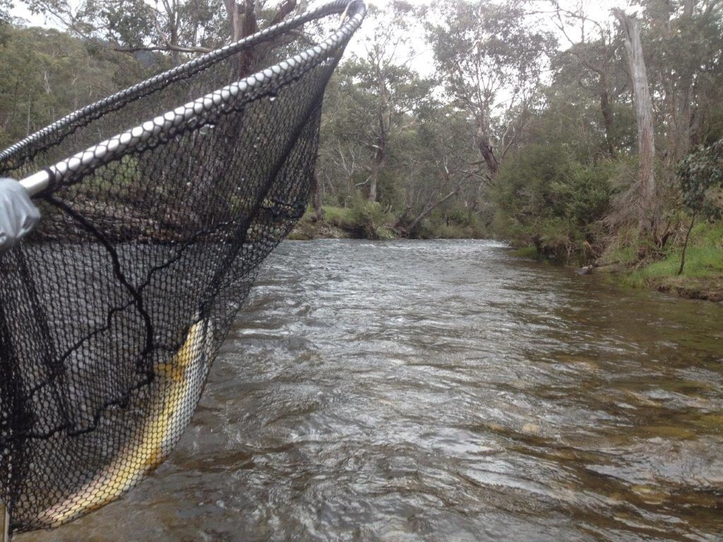 Success on the nymphs.