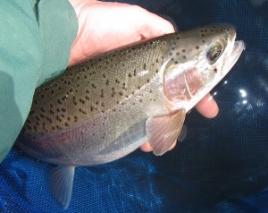A-Providence rainbow in hand