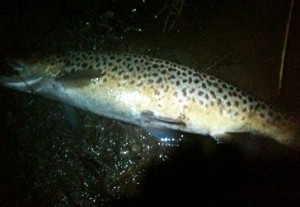 A-River brown