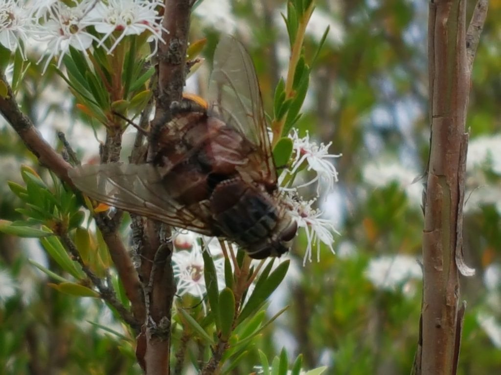 A feast of pollen gave the anglers a rest