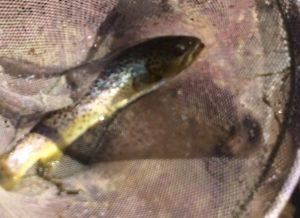 A-fish in net