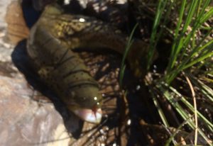 A-fish on bank
