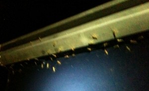A- midges on boat