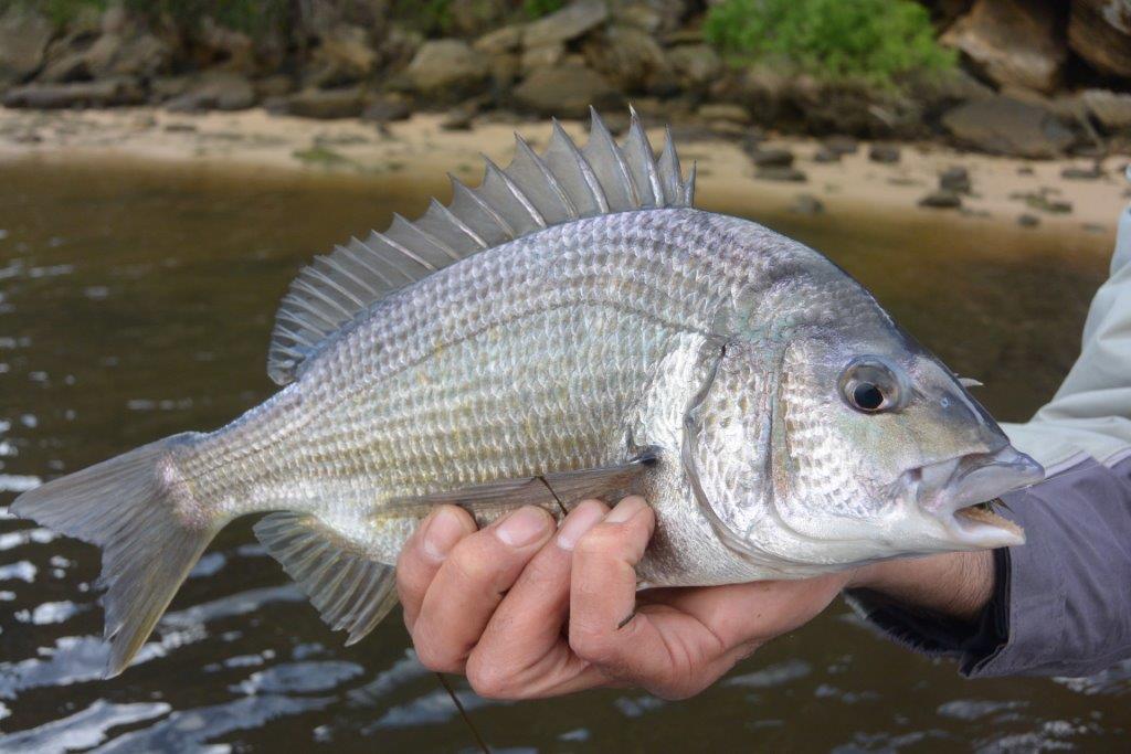 We didn't catch any small bream.