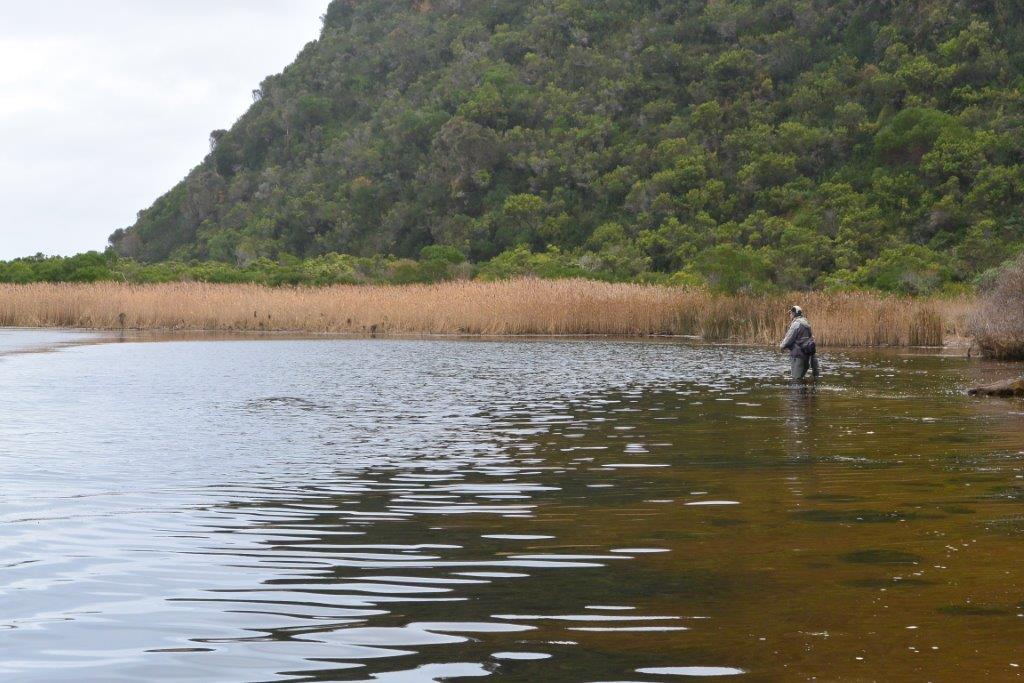 Max retrieving one of who knows how many casts on the Aire. Most winters, the area where you can see the bottom is exposed.