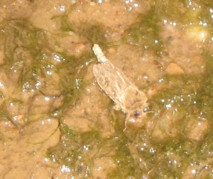 Aquatic moth
