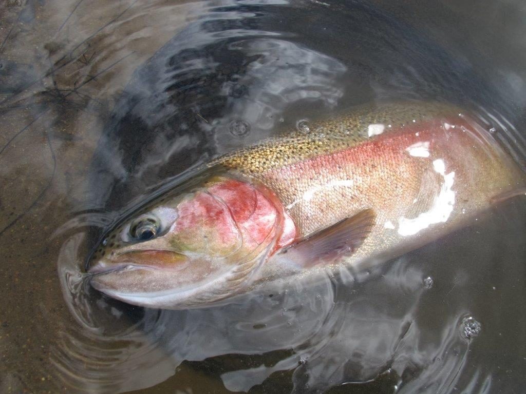 Midge feeders are usually worth the effort.