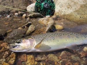 Bidgee Bow