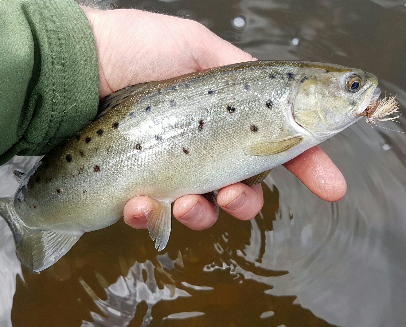 bidgee-brown-on-elk-hair-caddis