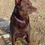Briggsy the wet dog