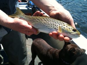 Brown from boat